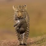 Jhalana Leopard Safari Jaipur  Sunrise & Sunset Jeep Safari - Frequently Asked Questions