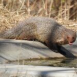 Jhalana Wildlife Private Jeep Safari Tour in Jaipur - An In-Depth Look at the Safari Experience