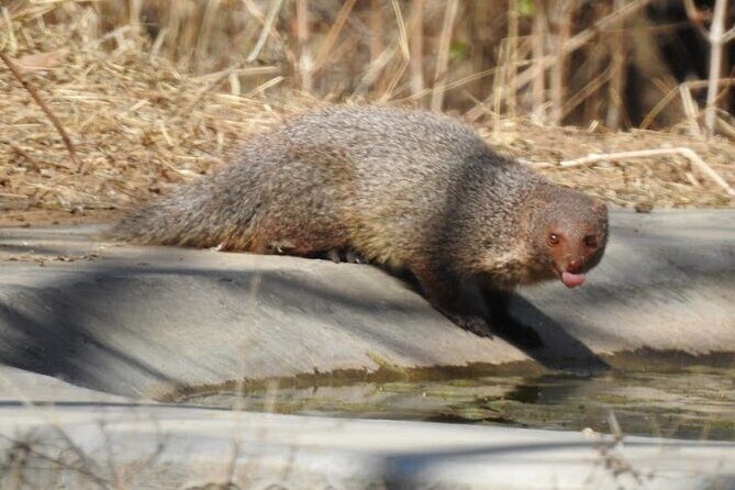 Jhalana Wildlife Private Jeep Safari Tour in Jaipur - An In-Depth Look at the Safari Experience