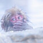 Jigokudani Snow Monkey Park Guided Tour - Who Will Love This Tour?