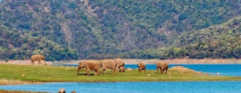 Jim Corbett: 3-Day Safari Tour by Flight from Mumbai - What the Experience Feels Like