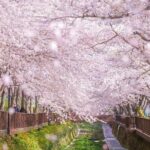 Jinhae Pink Cherry Blossom One Day Tour From Busan - In-Depth Review of the Jinhae Cherry Blossom Tour