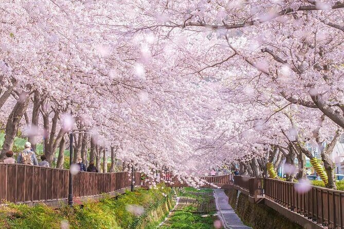 Jinhae Pink Cherry Blossom One Day Tour From Busan - In-Depth Review of the Jinhae Cherry Blossom Tour