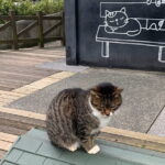 Jiufen, Shifen and Houtong Cat Village Private Tour - Who Will Love This Tour?