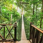 Jungle Odyssey: Unleash Your Adventure in Taman Negara! - Key Points