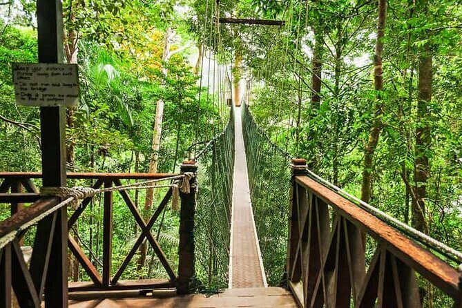 Jungle Odyssey: Unleash Your Adventure in Taman Negara! - Key Points
