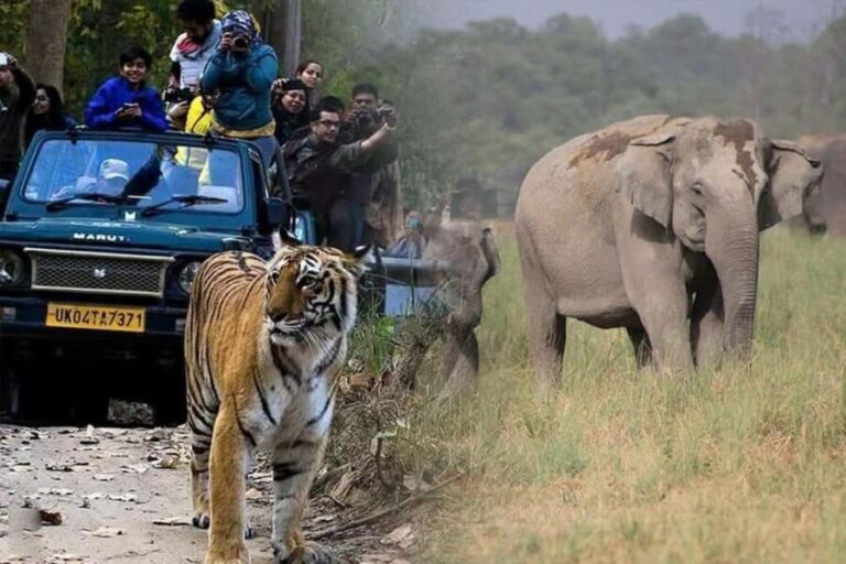 Jungle Trails & Tiger Tales:3-Day dual Safari to Jim Corbett - FAQs