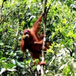 Jungle trekking Bukitlawang - Who Should Consider This Tour?