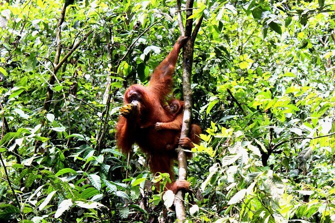 Jungle trekking Bukitlawang - Who Should Consider This Tour?