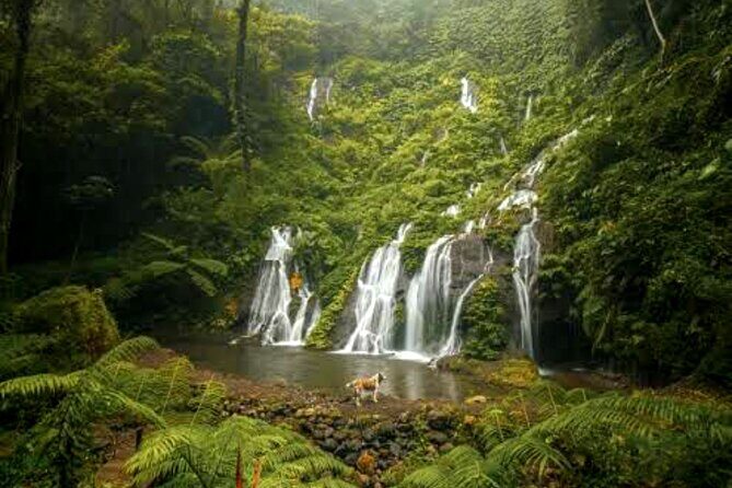 Jungle Trekking Day Tour - Authentic Experiences and Real-World Insights