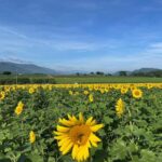 Kagawa: Manno Town Sunflower Fields E-Bike Rental - Key Points