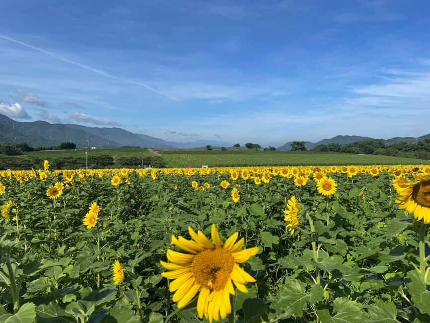 Kagawa: Manno Town Sunflower Fields E-Bike Rental - Key Points
