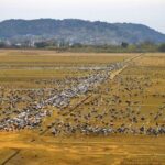 Kagoshima Crane Watching Tour (Nov. - Feb.) - Why This Tour Offers Real Value