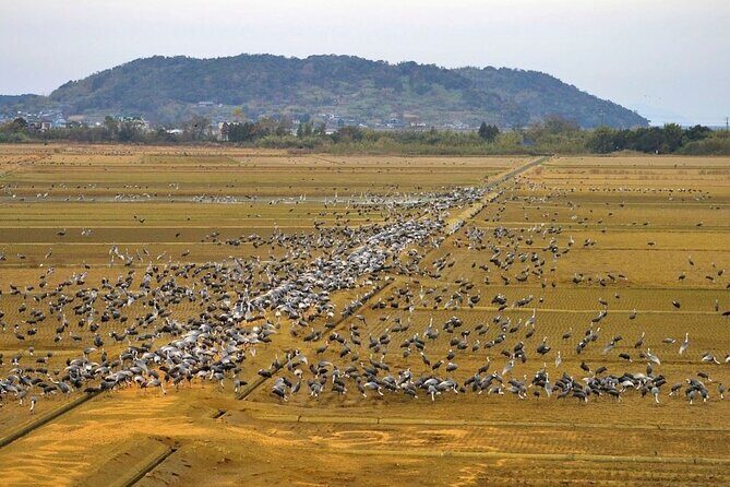 Kagoshima Crane Watching Tour (Nov. - Feb.) - Why This Tour Offers Real Value
