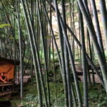 Kamakura Walking Tour with Local Guide Including Hokokuji Temple - Final Thoughts