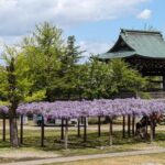 Kanazawa Tonami Tulips and UNESCO Gokayama - Practical Advice and Final Thoughts
