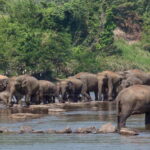 Kandy and Pinnawala: A Perfect 1-Day Tour Experience - Detailed Breakdown of the Itinerary