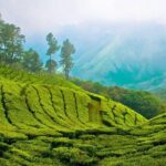 Kandy to Nuwara Eliya Day Trip  Little England & Tea Country - FAQs