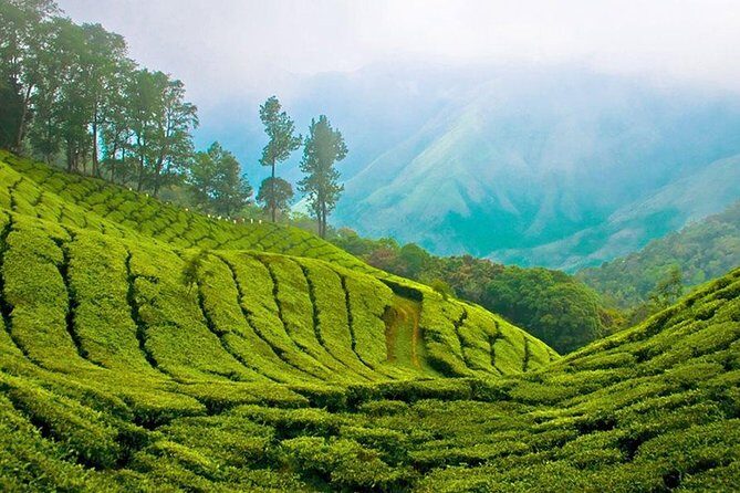 Kandy to Nuwara Eliya Day Trip  Little England & Tea Country - FAQs
