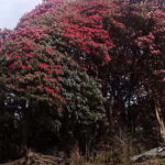 Kathmandu: 3 days Chispani Nagarkot Trek - An In-Depth Look at the 3-Day Chispani Nagarkot Trek