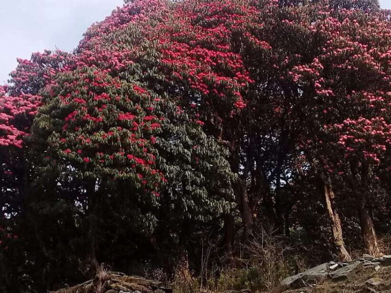 Kathmandu: 3 days Chispani Nagarkot Trek - An In-Depth Look at the 3-Day Chispani Nagarkot Trek