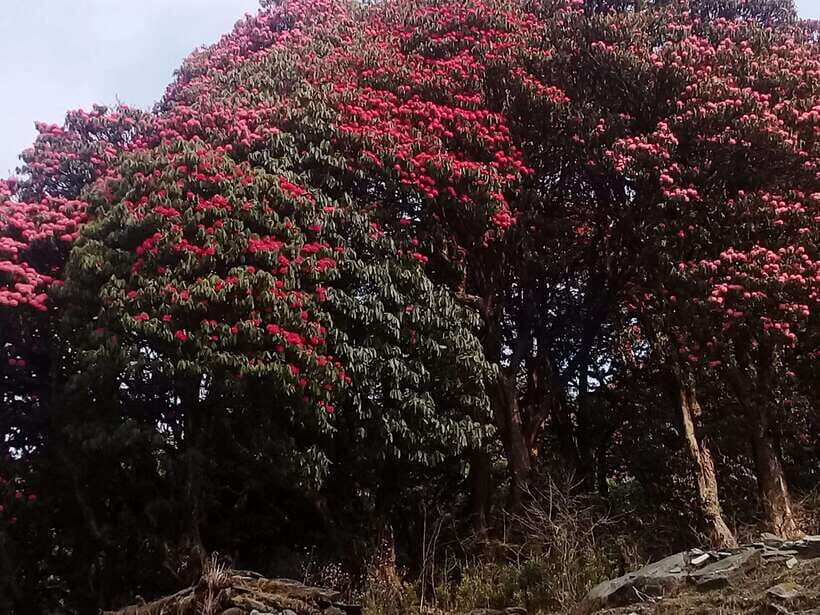 Kathmandu: 3 days Chispani Nagarkot Trek - An In-Depth Look at the 3-Day Chispani Nagarkot Trek