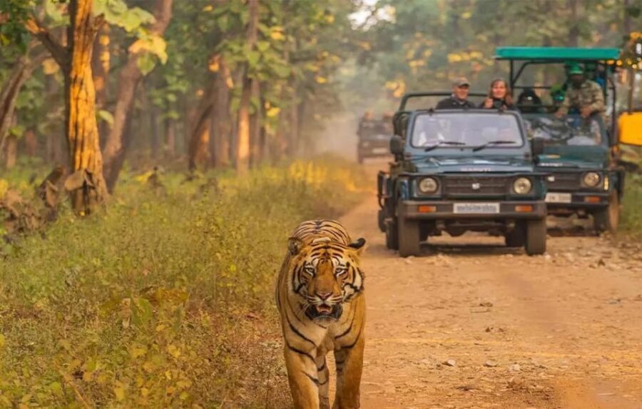Kathmandu: 4-Day Private Chitwan National Park Safari Tour - What Makes This Tour Stand Out