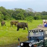 Kaudulla Jeep Safari & Dambulla Day Tour From Trincomalee - Who Should Consider This Tour?