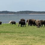 Kaudulla National Park Safari [Morning /Evening] - FAQs