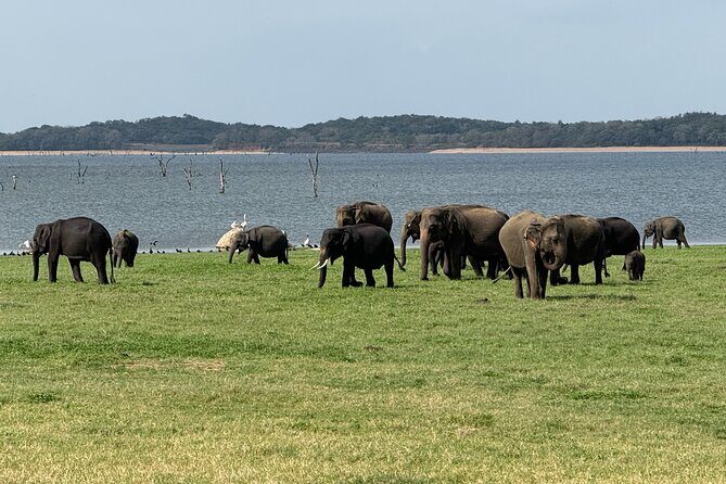 Kaudulla National Park Safari [Morning /Evening] - FAQs