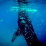 Kawasan Canyoneering, Kawasan Falls and Whaleshark Encounter - FAQ