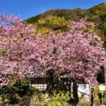 Kawazu Cherry Blossom Sightseeing Tour - The Sum Up