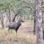 Khajuraho: 2-Night 03 days Tour with Panna National Park - Practicalities and Tips