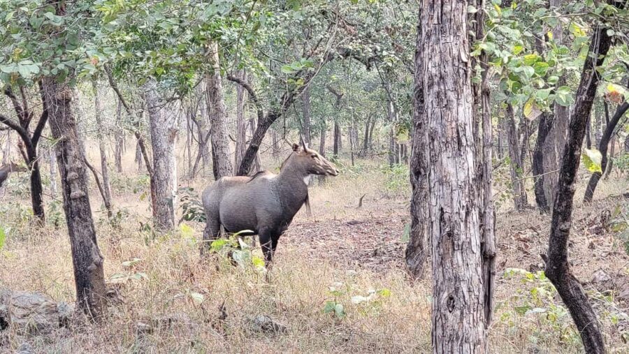 Khajuraho: 2-Night 03 days Tour with Panna National Park - Practicalities and Tips