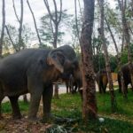 Khao Lak Eco-Safari: Elephants, Tsunami Museum, and Turtles - Who Will Love This Tour?