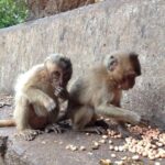 Khao Lak : Full-Day Temple Tour Including Dragon Cave - Who Should Consider This Tour?