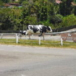 Kinabalu Park And Poring Hot Spring Private Day Tour - What Sets This Tour Apart