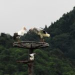 Kinosaki:Rental Electric scooter-Natural Treasures route-/120min - FAQs