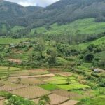 Kochi to Munnar Private Full Day Guided Tour With Hotel Pickup - A Deep Dive into the Munnar Private Tour Experience