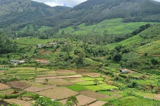Kochi to Munnar Private Full Day Guided Tour With Hotel Pickup - A Deep Dive into the Munnar Private Tour Experience