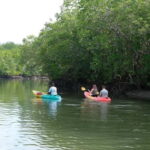 Koh Lanta: Paddle Serenity & Thung Yee Pheng's Mangrove Maze - Who Should Consider This Tour?