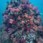 Koh Lipe: Half-Day Snorkeling (Morning/Afternoon/Sunset) - Final Thoughts