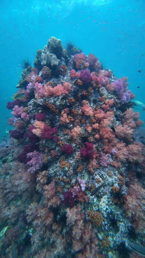 Koh Lipe: Half-Day Snorkeling (Morning/Afternoon/Sunset) - Final Thoughts