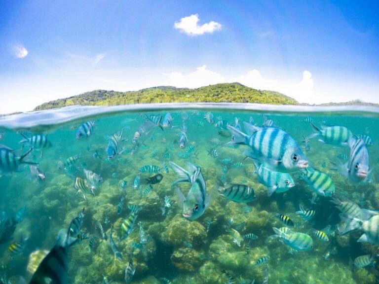 Koh Samui: Pig Island & Koh Tan Snorkeling by Speed boat - Why This Tour Works Well