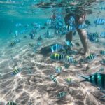 Koh Tao & Koh Nang Yuan Snorkeling Tour by Speed Boat from Samui - The Experience in Focus