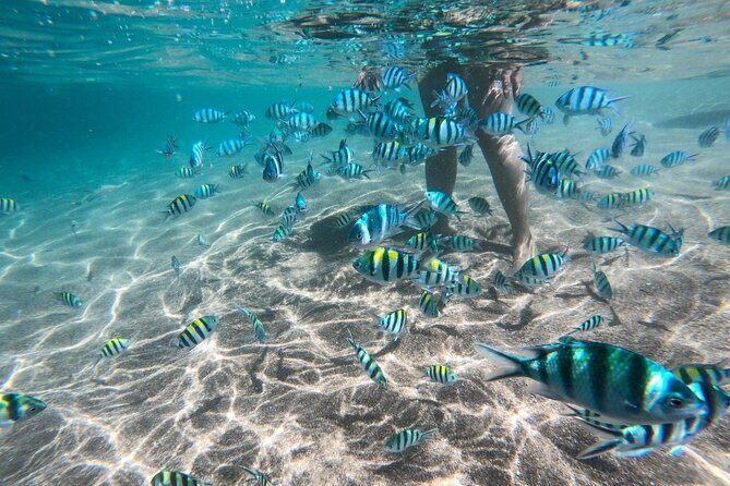 Koh Tao & Koh Nang Yuan Snorkeling Tour by Speed Boat from Samui - The Experience in Focus