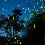 Kota Kinabalu: Bongawan River Cruise, City Tour & Fireflies - Practical Details & Tips