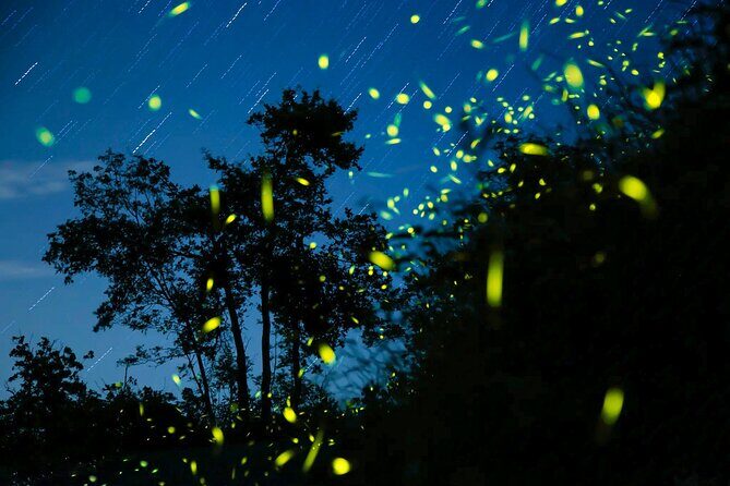 Kota Kinabalu: Bongawan River Cruise, City Tour & Fireflies - Practical Details & Tips