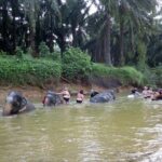 Krabi Elephant Sanctuary and Emerald Pool Adventure - Itinerary Breakdown and What to Expect