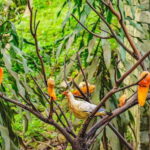 Kuala Lumpur: Bird Park Day Ticket & 1-Way Transfer - Exploring the Kuala Lumpur Bird Park: What to Expect
